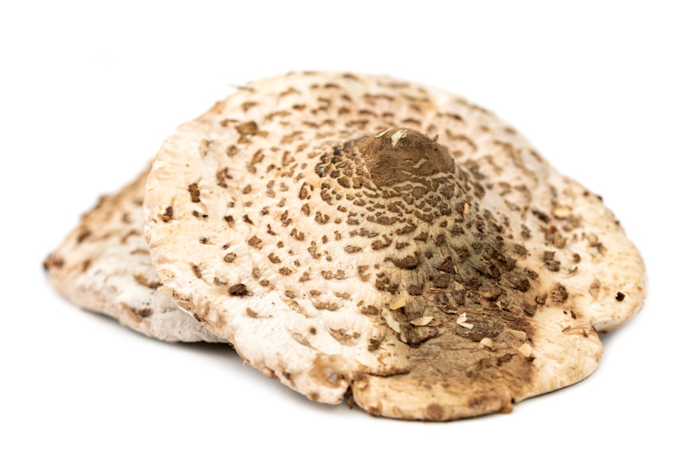 a close up of a mushroom on a white background