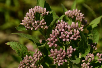 a close up of a bunch of pink flowers