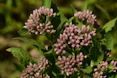a close up of a bunch of pink flowers