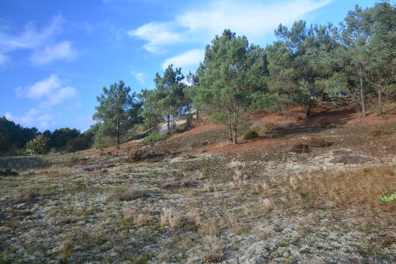 a grassy field with trees on the side of it
