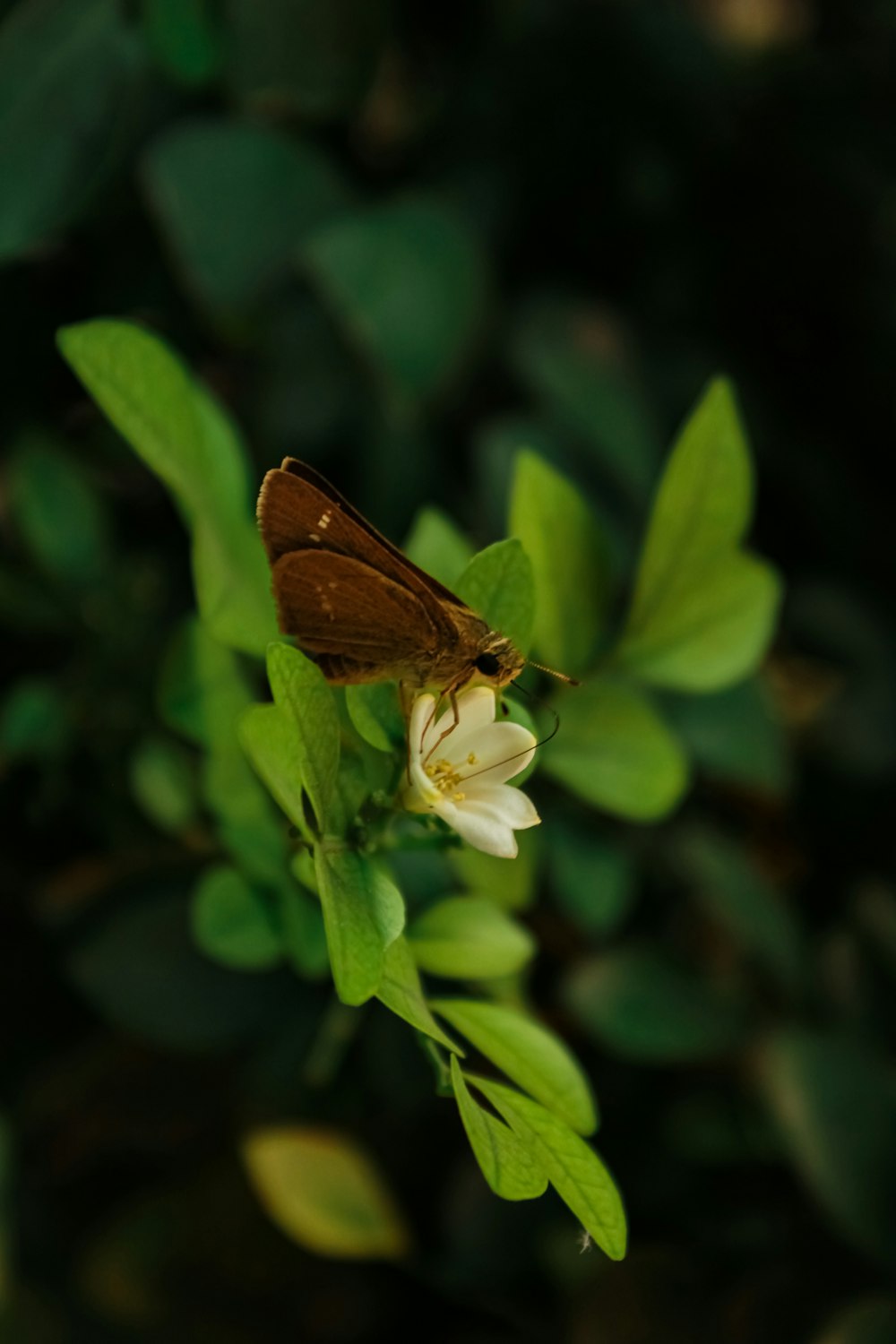 a brown butterfly sitting on top of a white flower