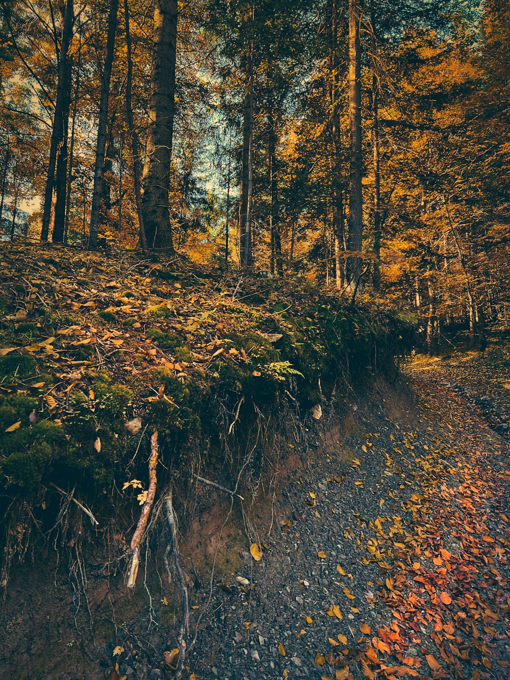 a path in the woods with lots of leaves on the ground