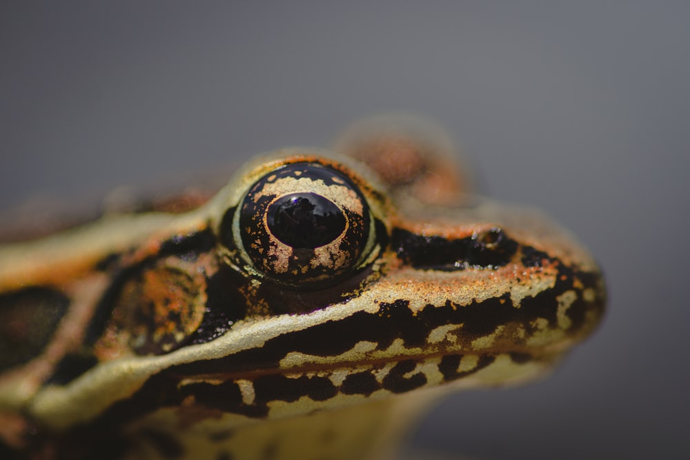 a close up picture of a frog's face