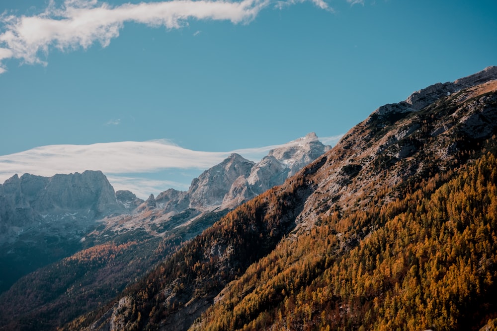 a view of a mountain range with trees in the foreground