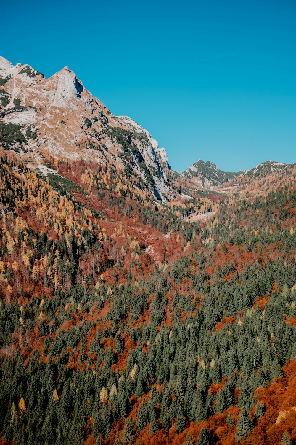 a view of a mountain range with trees in the foreground