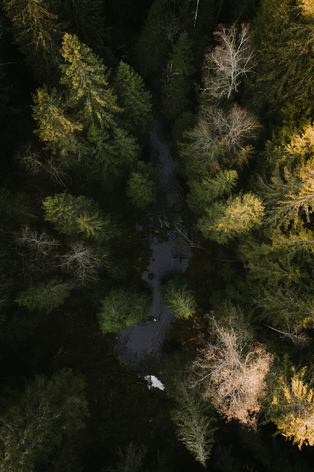 an aerial view of a river running through a forest