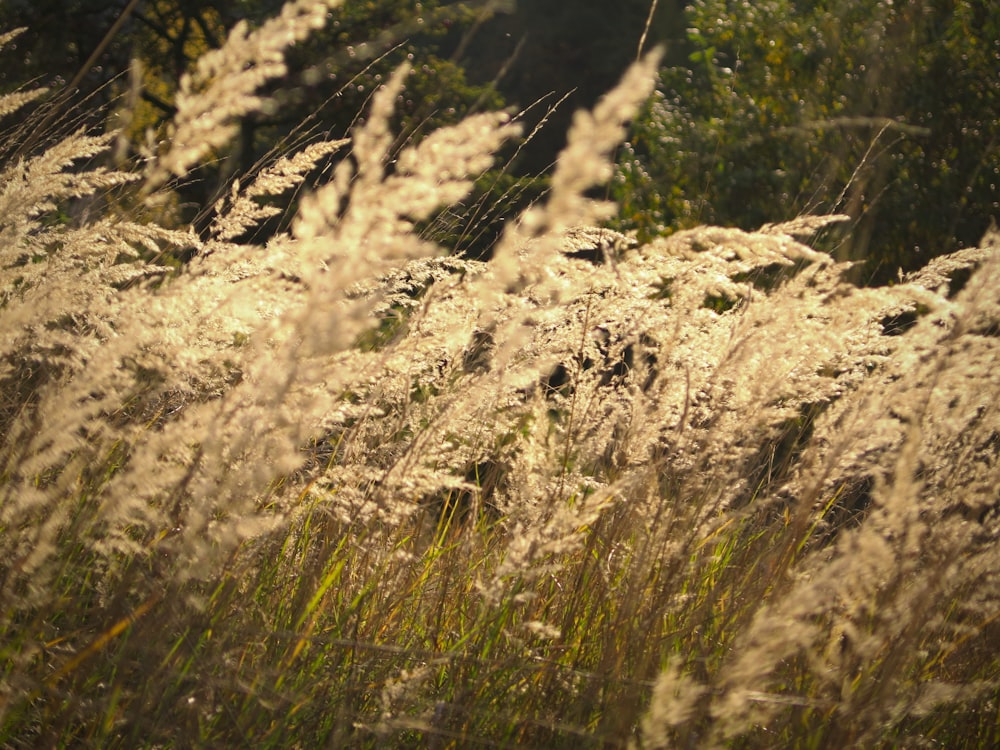 a field of tall grass with trees in the background