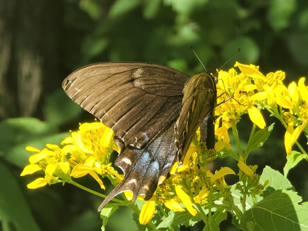 a brown butterfly sitting on a yellow flower