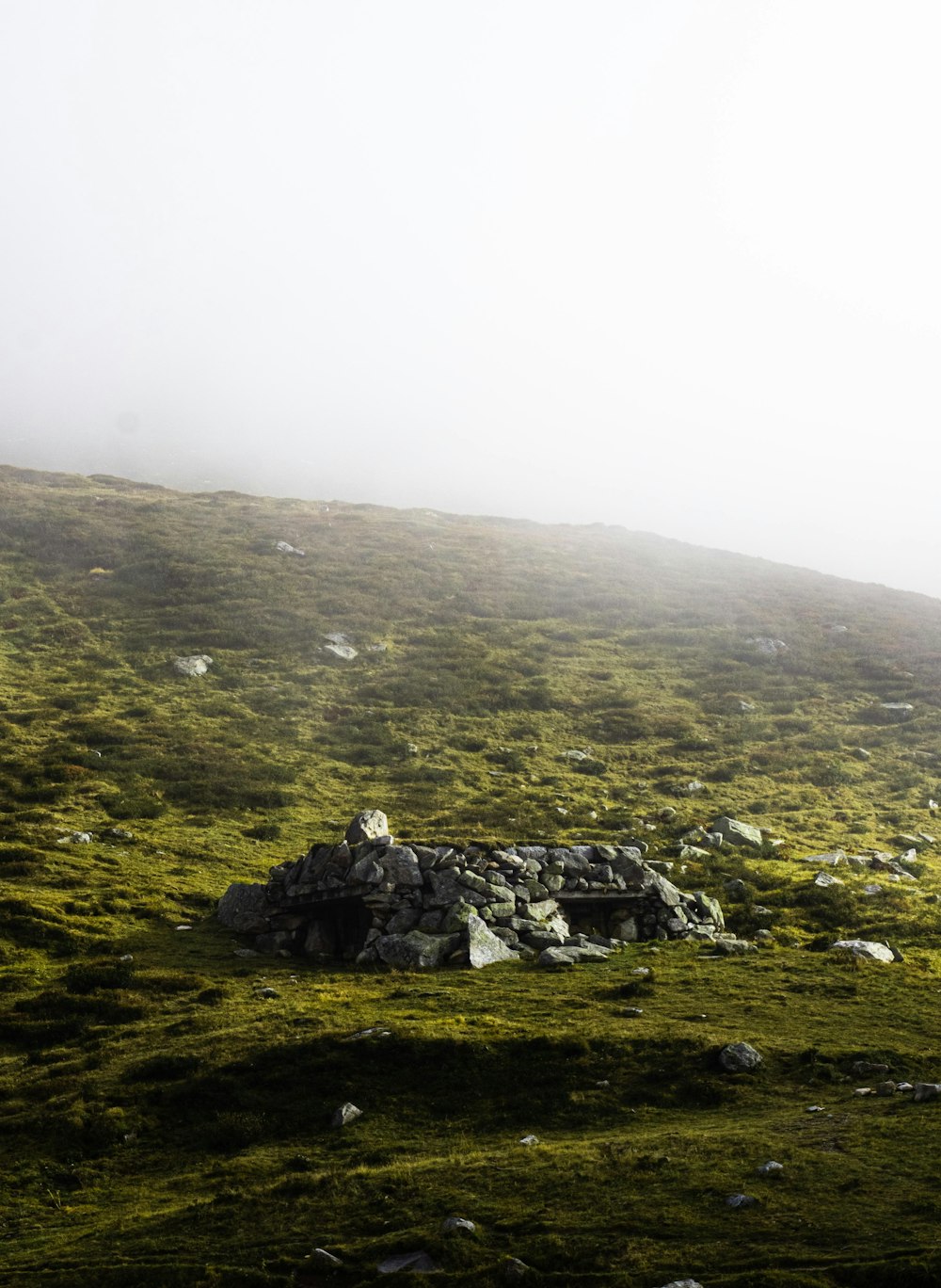 uma ovelha solitária de pé no topo de uma encosta verde exuberante