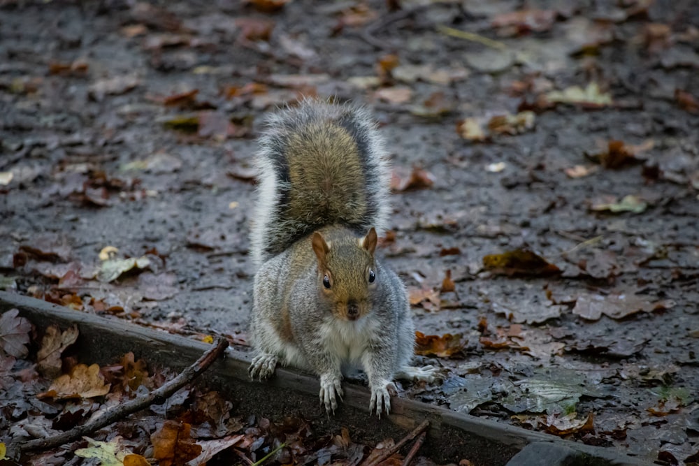 a squirrel is standing on a piece of wood