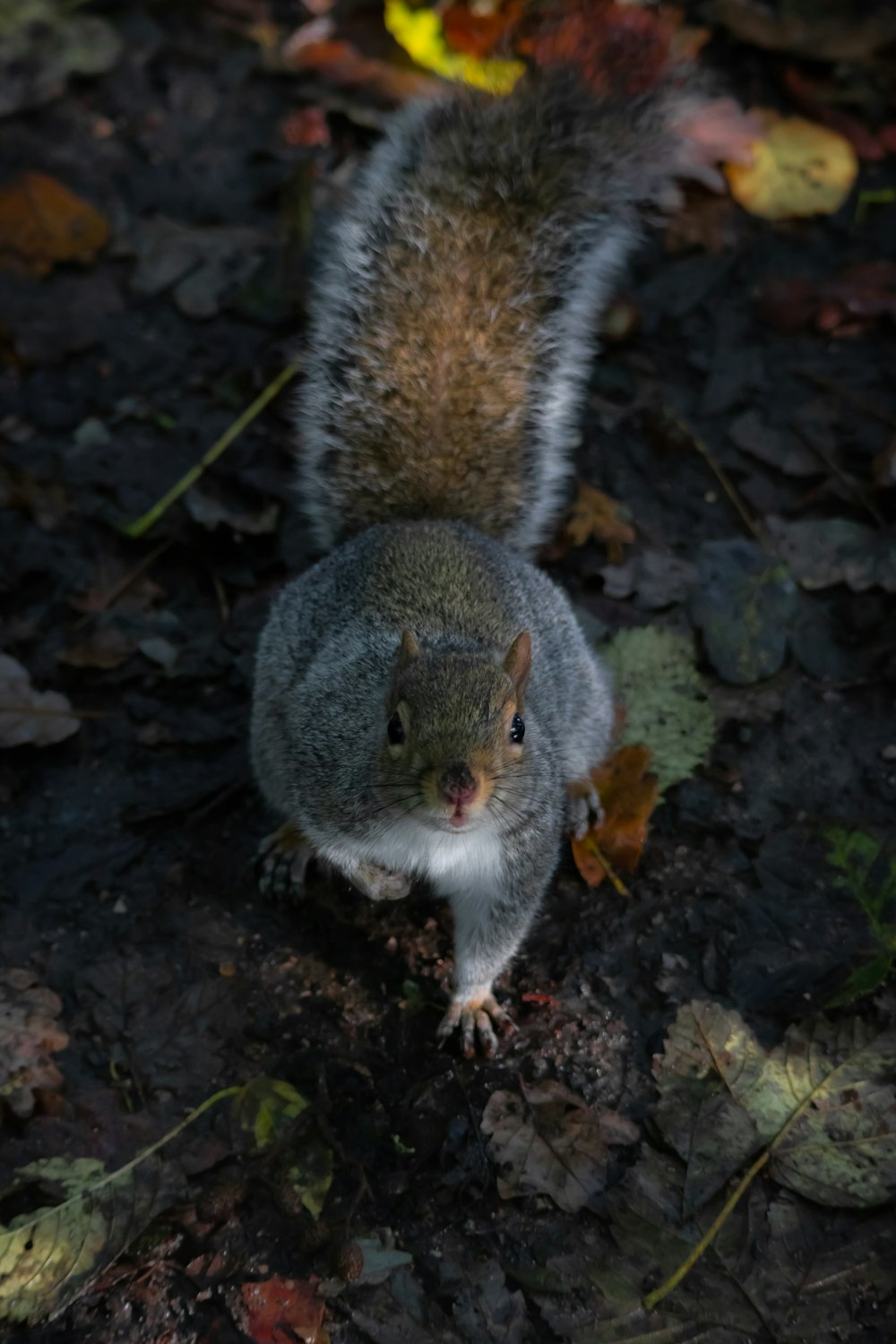 a squirrel standing on top of a leaf covered ground