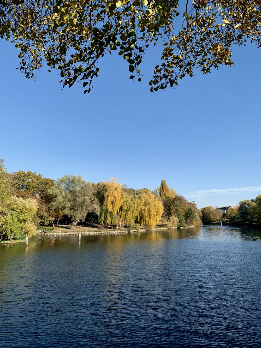 a body of water surrounded by lots of trees