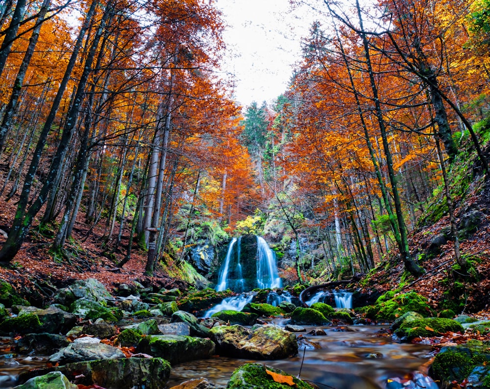 a small waterfall in a forest surrounded by trees