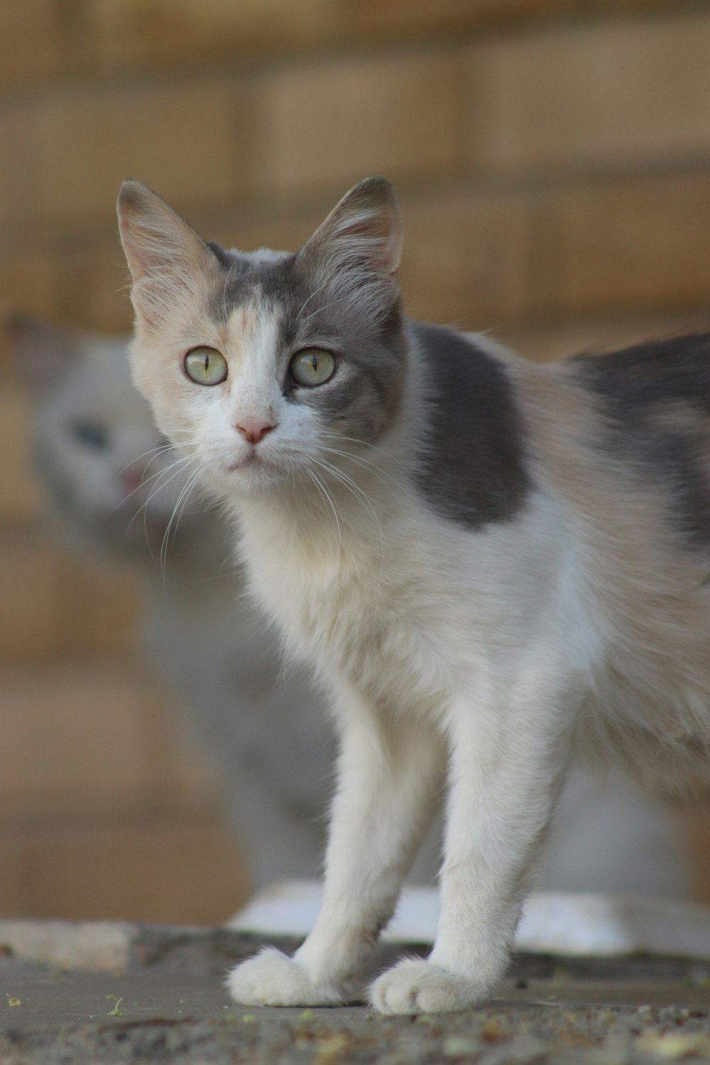 a gray and white cat standing on top of a sidewalk