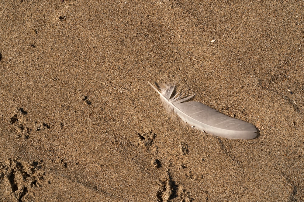 a white feather laying on top of a sandy beach