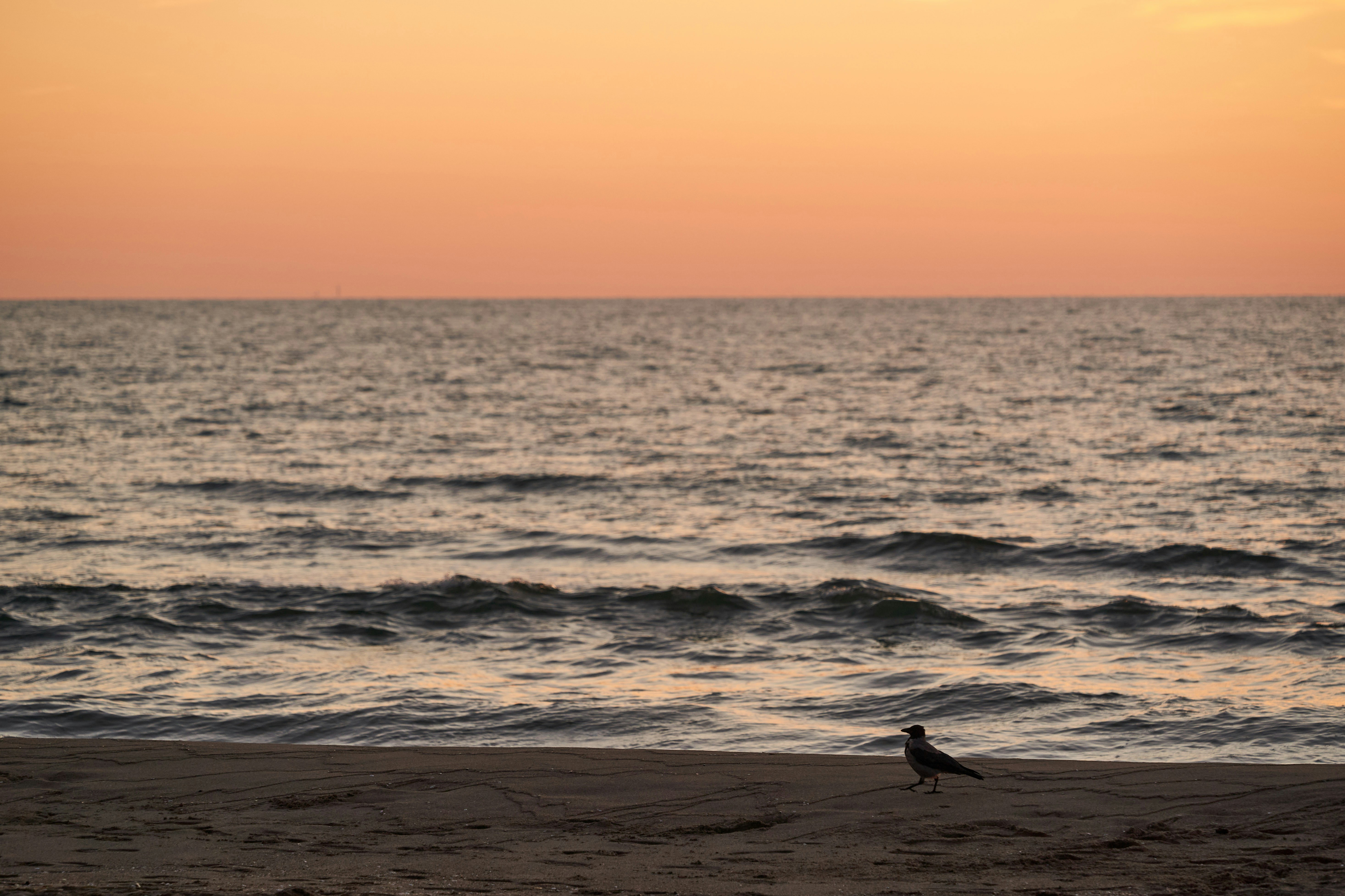 Photo by wolfgang_hasselmann