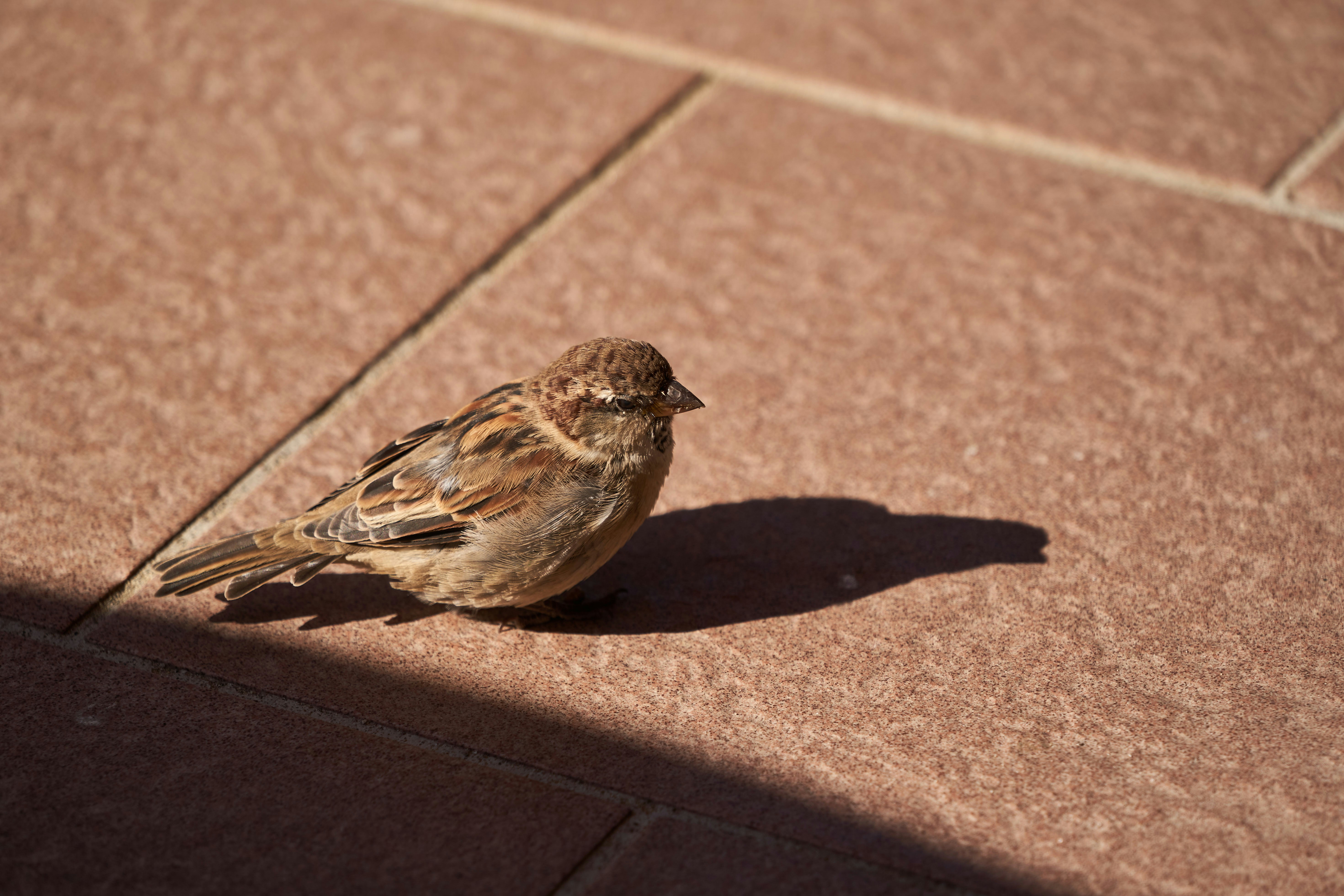 Photo by wolfgang_hasselmann