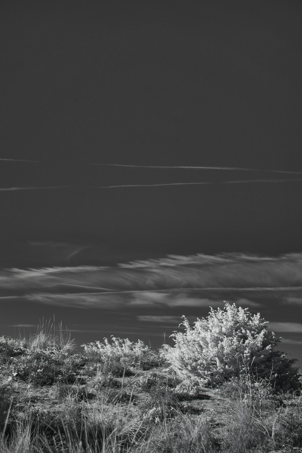 a black and white photo of a tree in a field