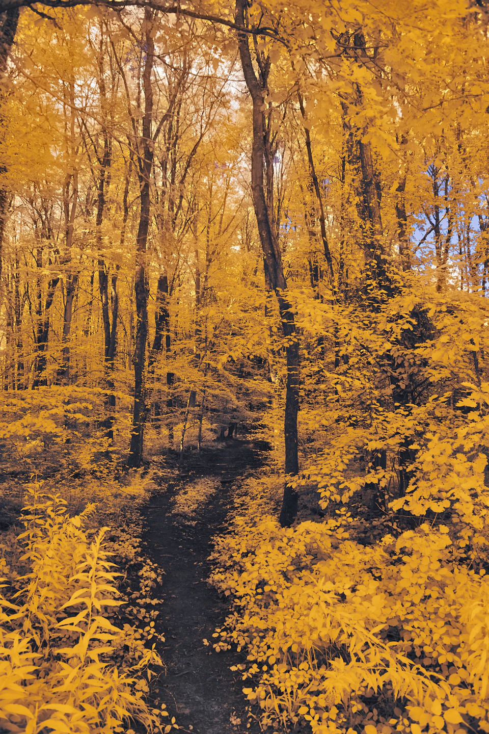 Serene forest scene with tall trees exhibiting vibrant yellow leaves from ground level perspective