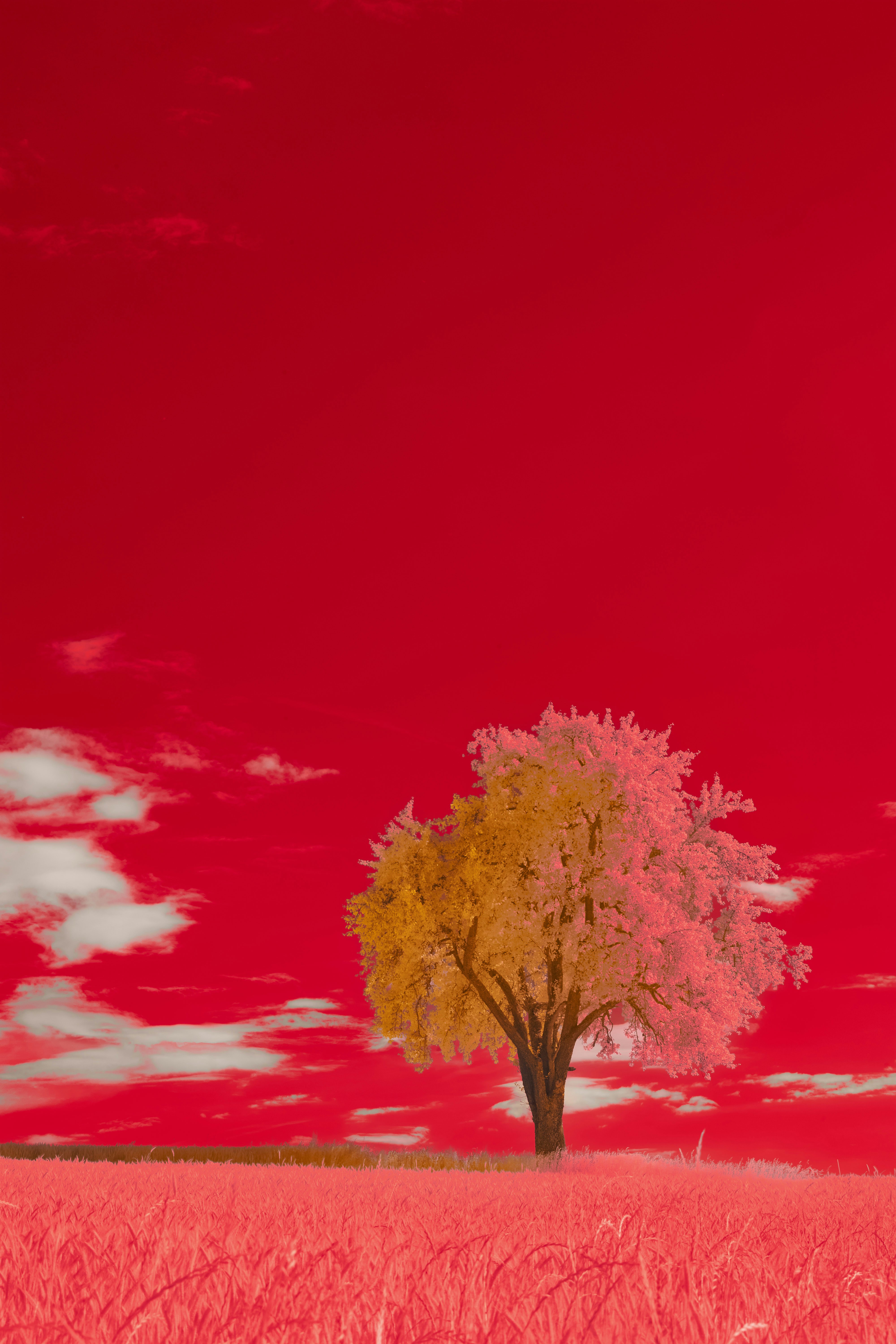 Photo by wolfgang_hasselmann