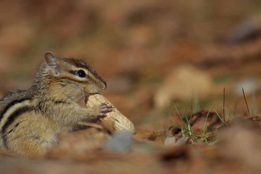 a small chipmun eating a piece of bread