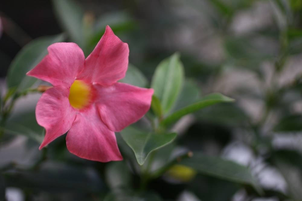 a pink flower with green leaves in the background