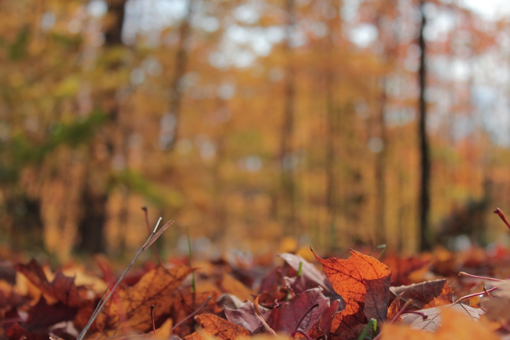 a bunch of leaves that are laying on the ground