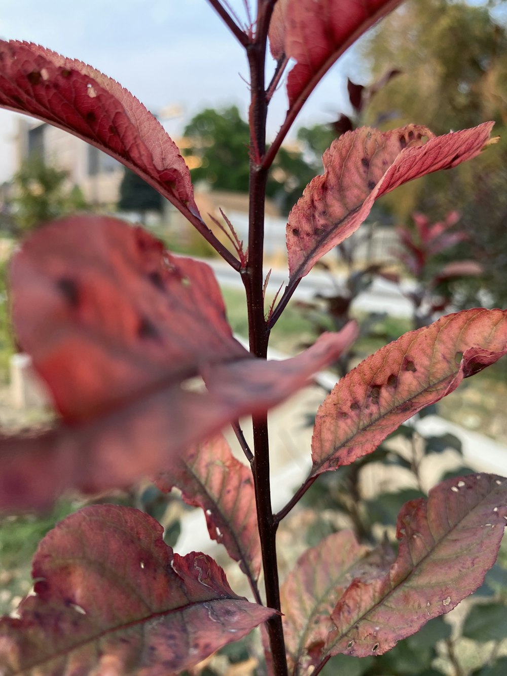 a close up of a plant with red leaves