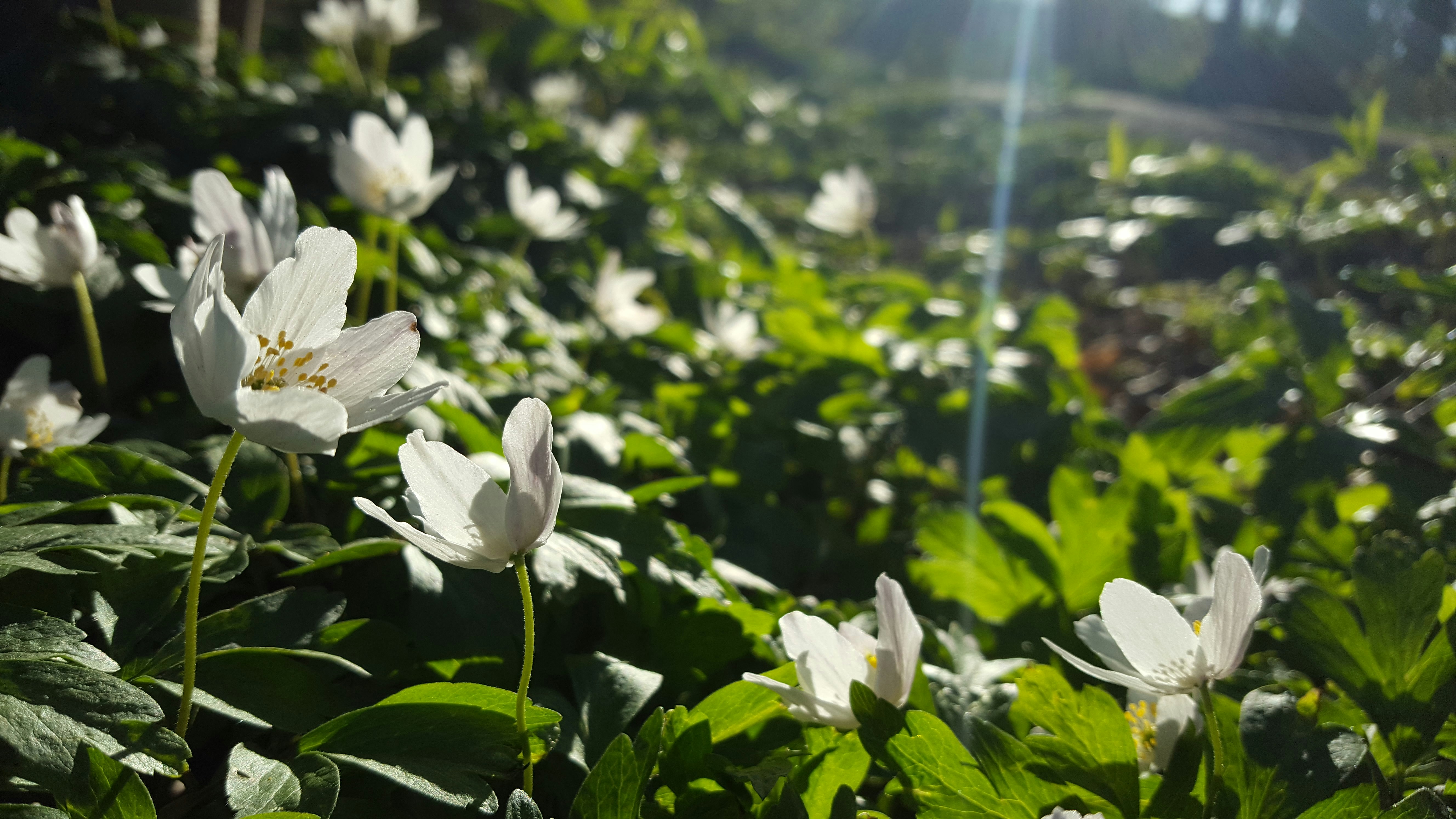 Un champ plein de fleurs blanches et de feuilles vertes