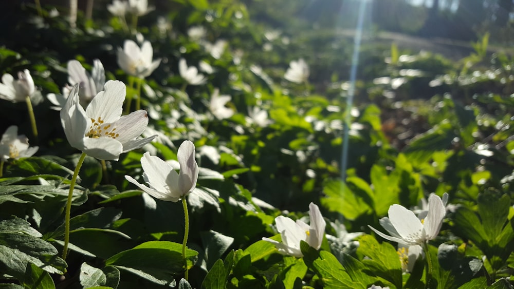 a field full of white flowers and green leaves