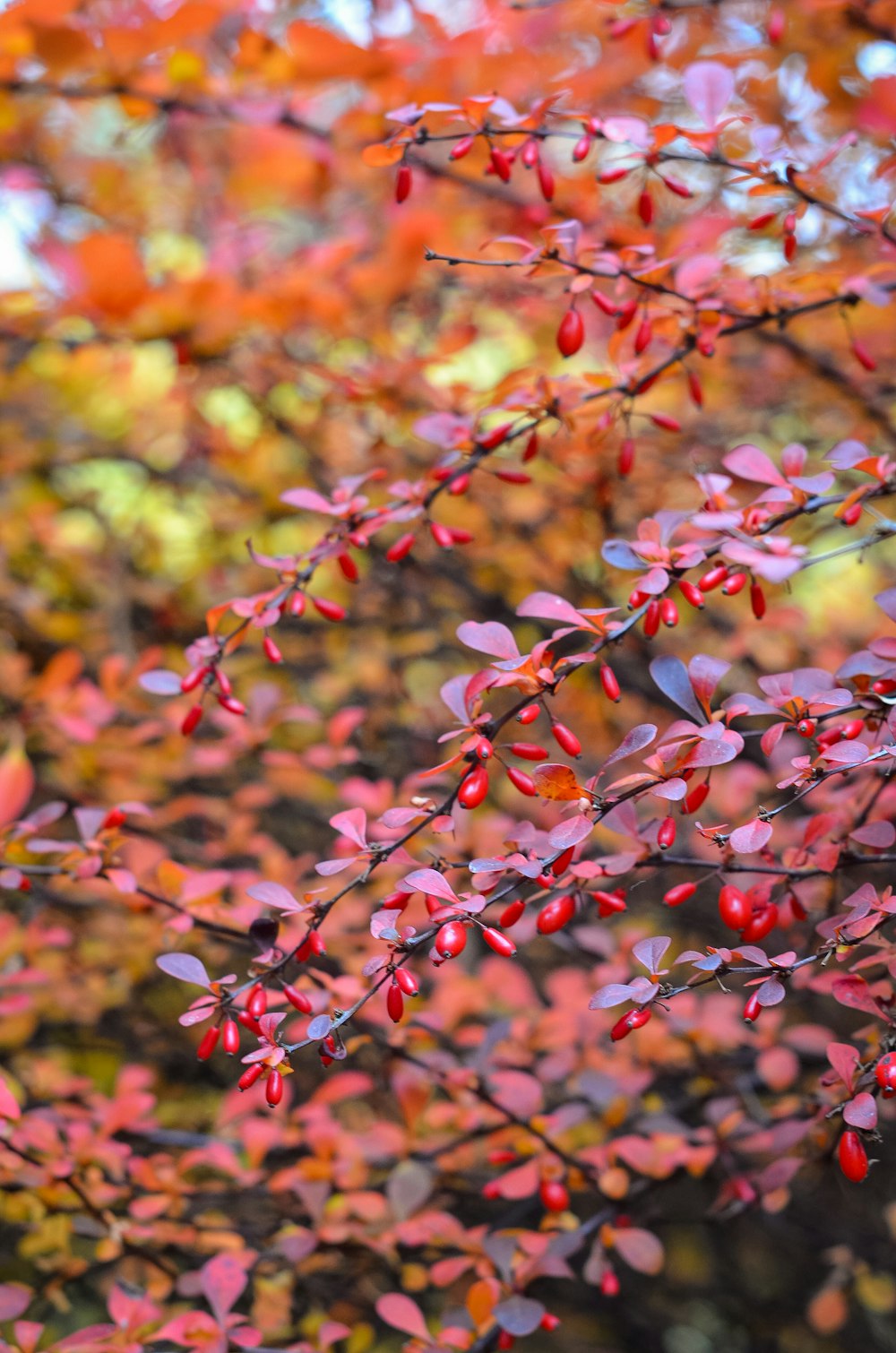 a close up of a tree with red leaves