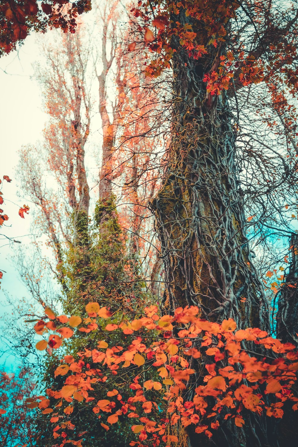 un grand arbre avec beaucoup de feuilles dessus