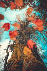 a very tall tree with lots of leaves on it
