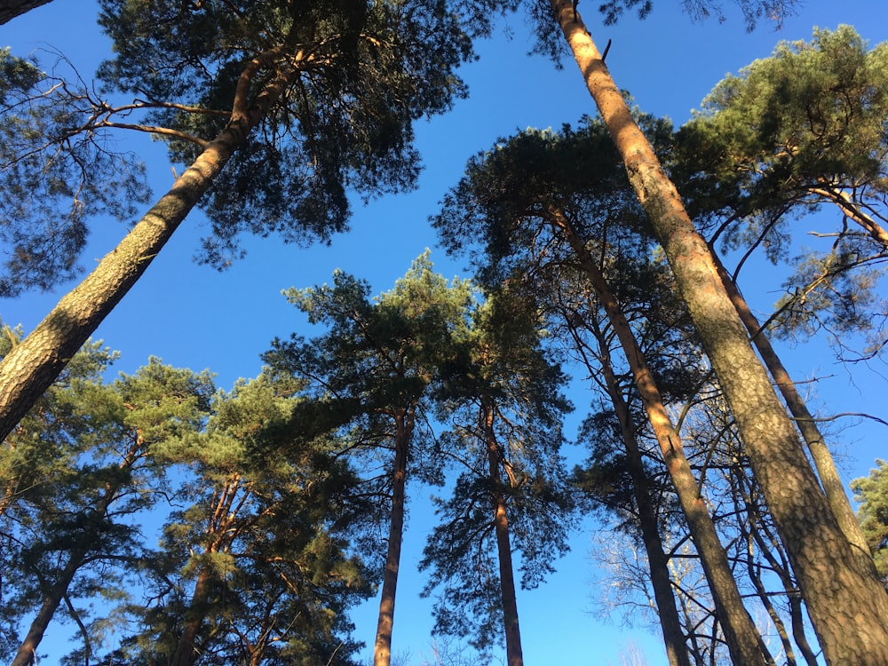 a group of tall trees standing next to each other