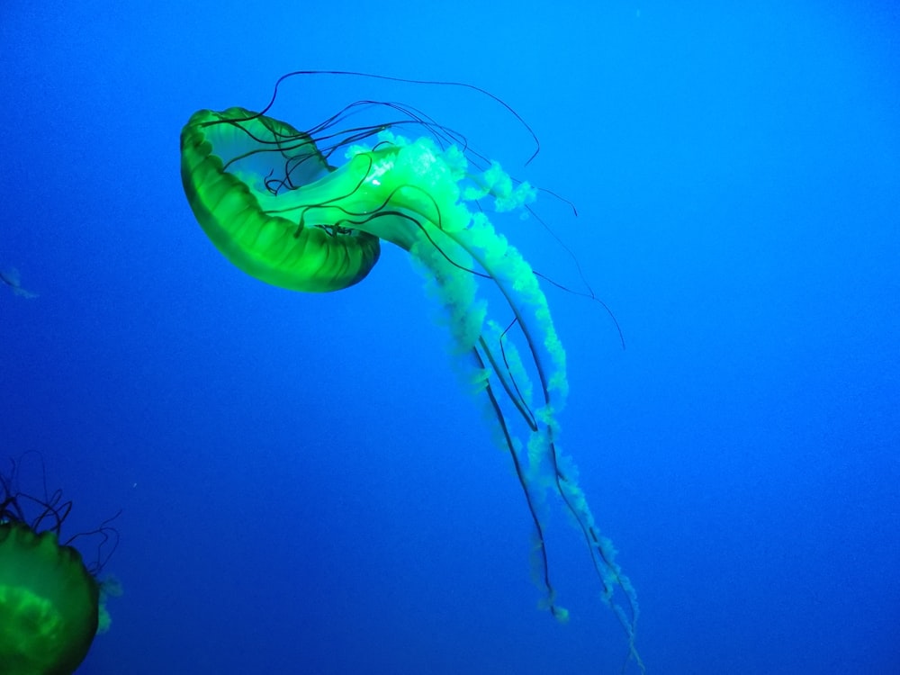 a green jellyfish floating in the blue water