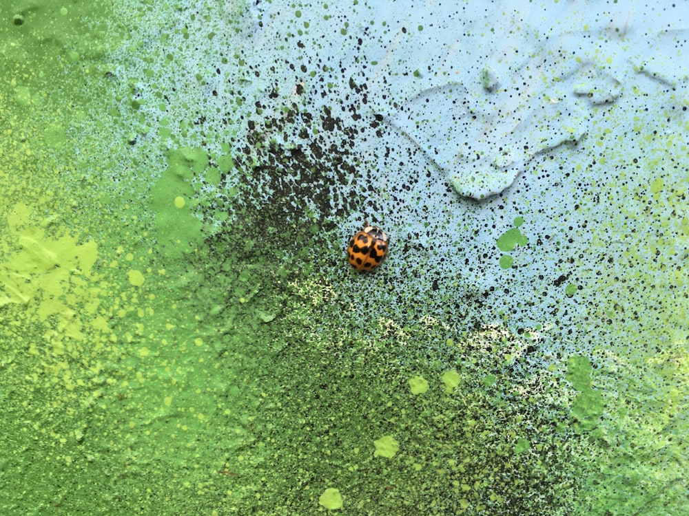 a bug sitting on top of a green surface