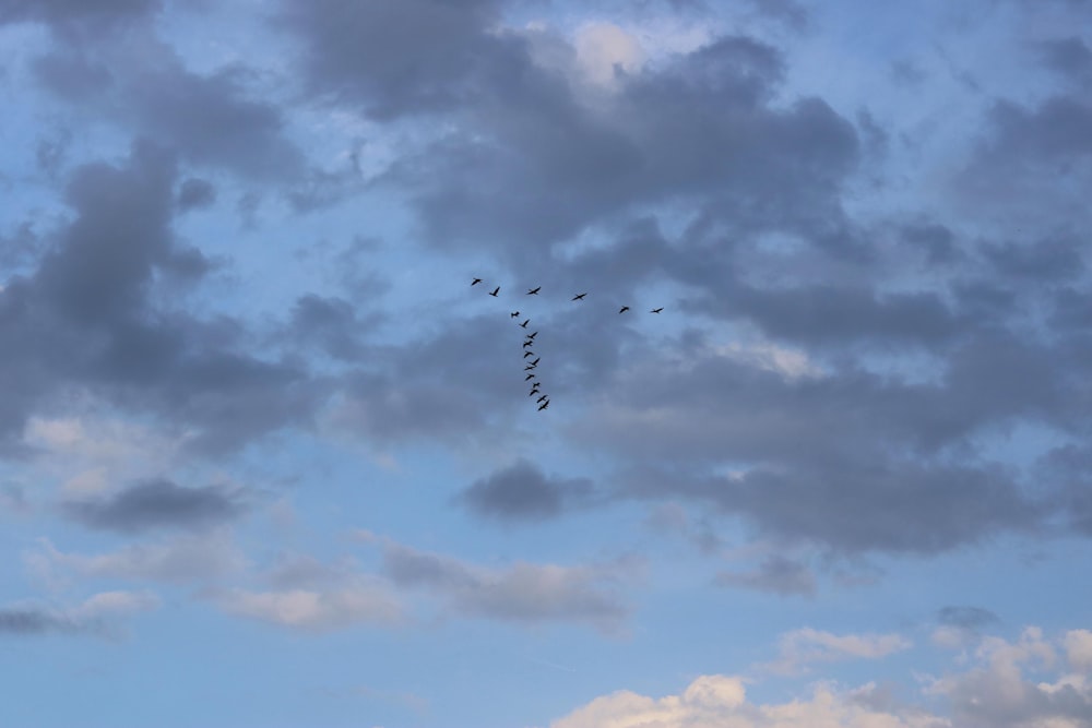 a flock of birds flying through a cloudy sky