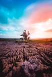 a lone tree in the middle of a rocky landscape