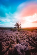 a lone tree in the middle of a rocky landscape