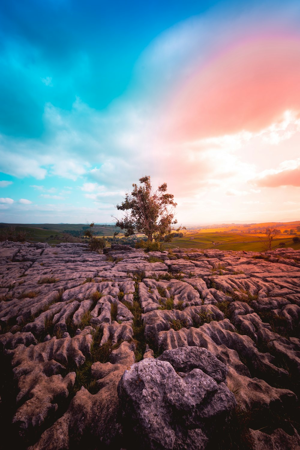 a lone tree in the middle of a rocky landscape