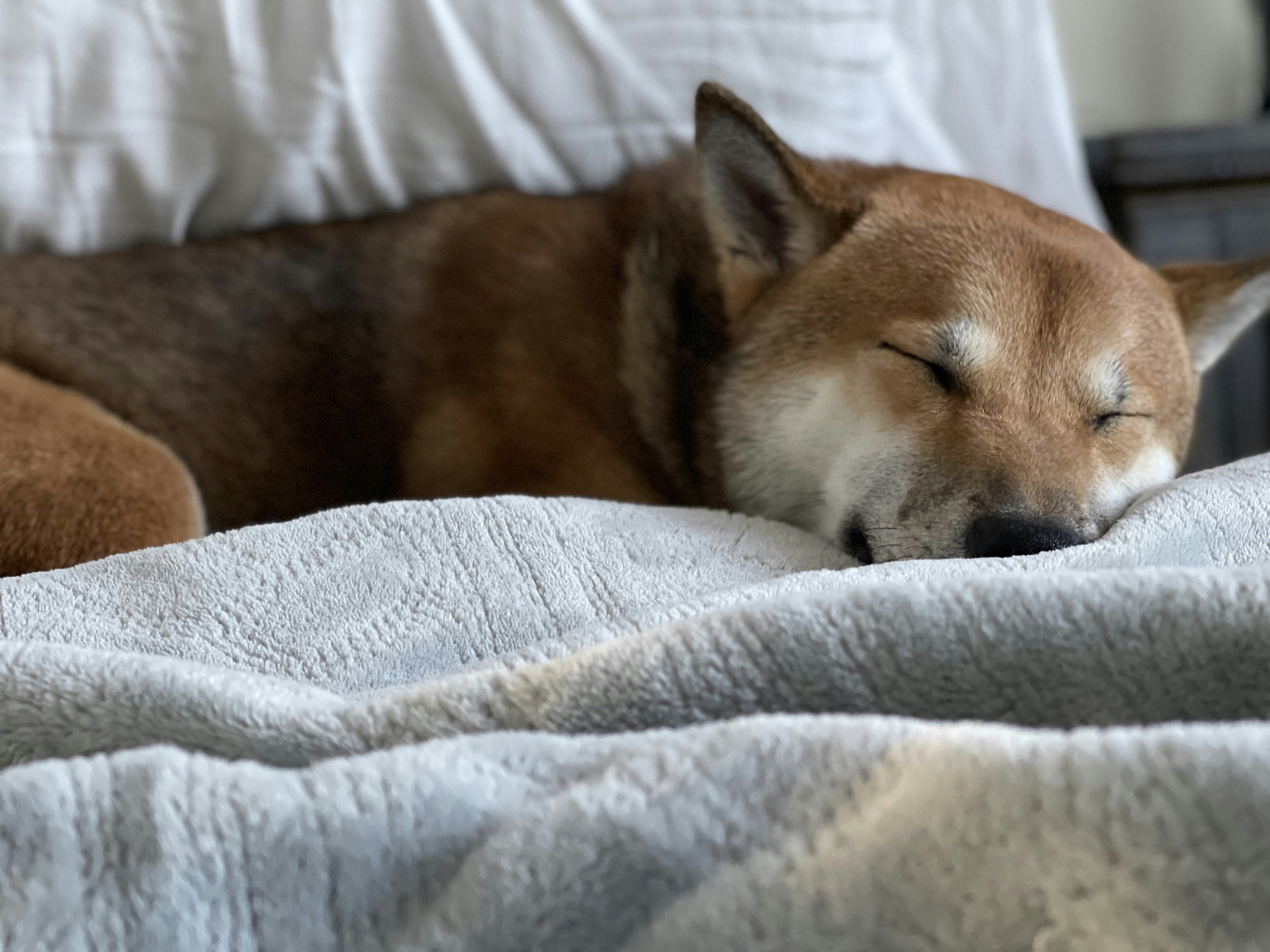 a dog napping on the furniture