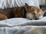 a brown dog sleeping on top of a bed