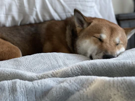 a brown dog sleeping on top of a bed