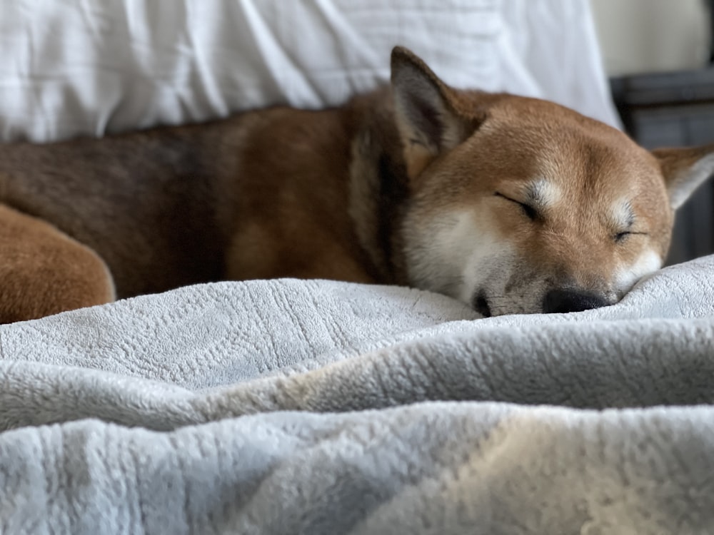 a brown dog sleeping on top of a bed