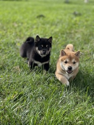 two small dogs running in a grassy field