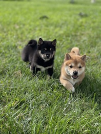 two small dogs running in a grassy field
