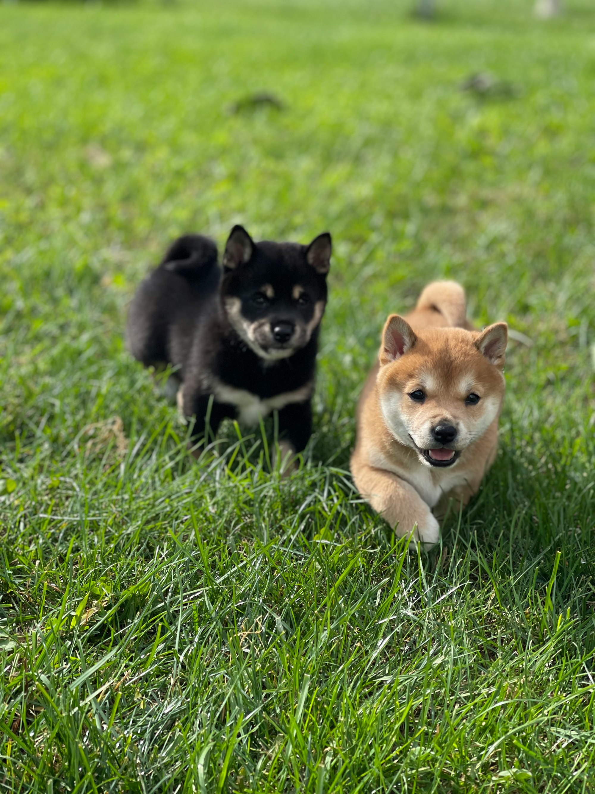 shiba puppies