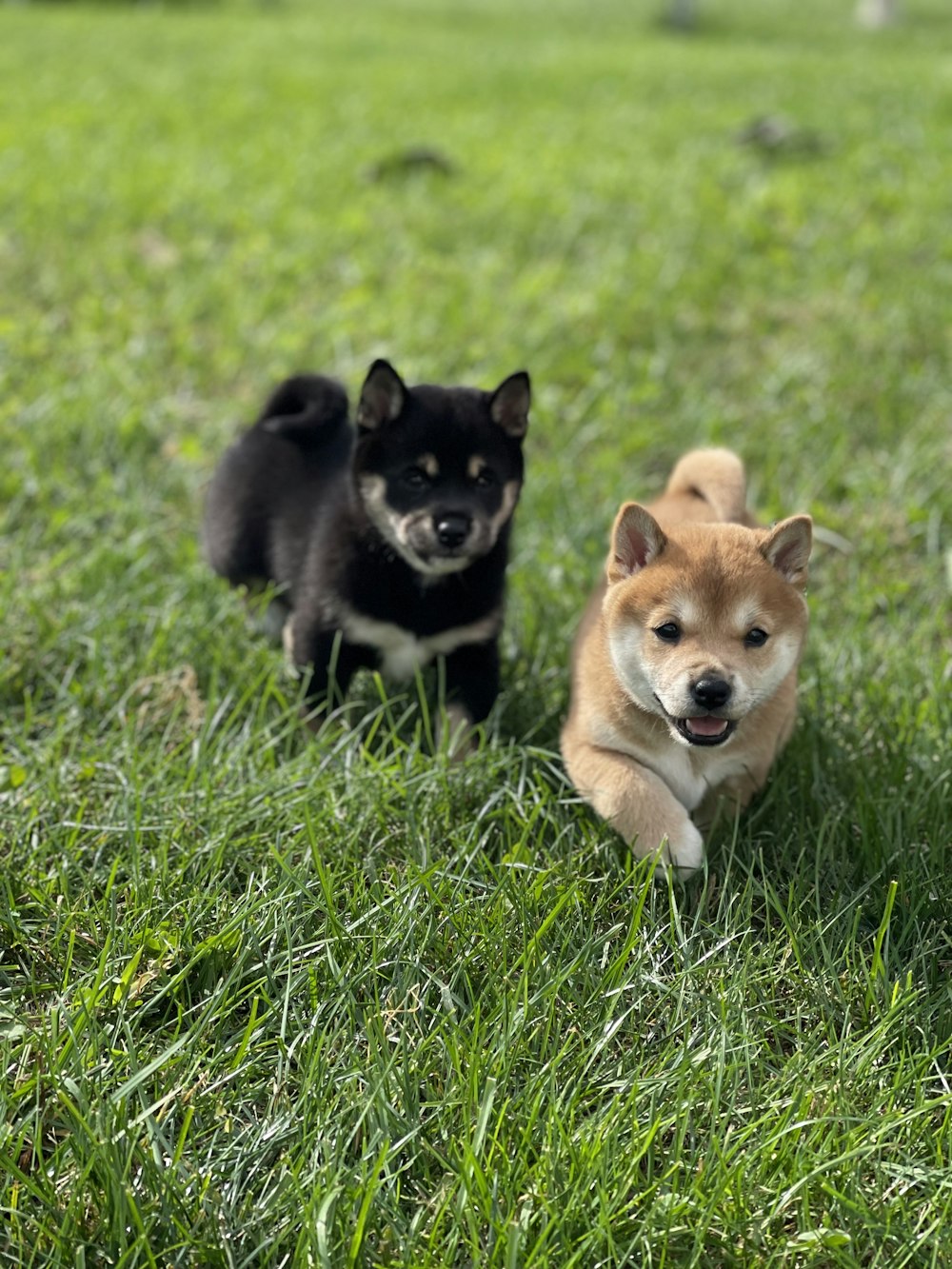 Deux petits chiens courant dans un champ herbeux