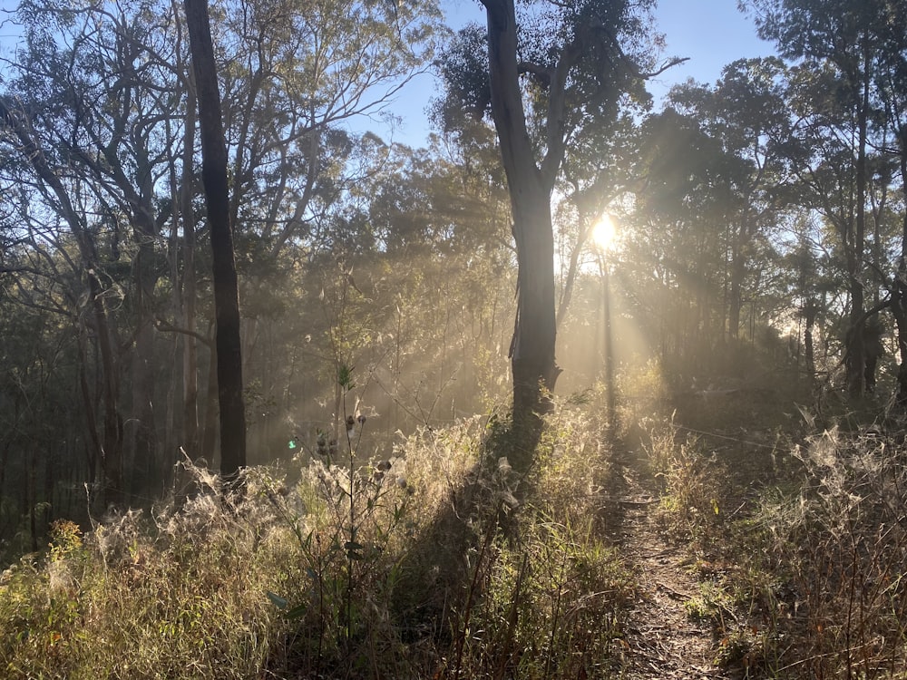 the sun is shining through the trees in the woods