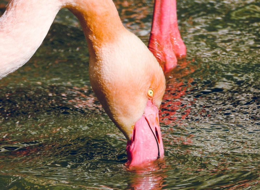 Ein Flamingo mit dem Kopf im Wasser